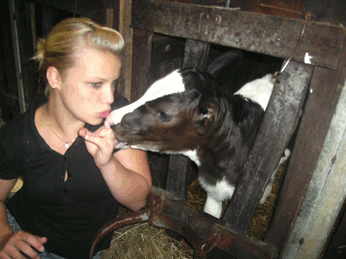 Kalb beim F�ttern
