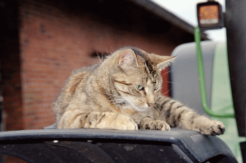 Katze