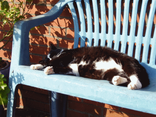Katze