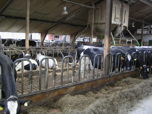 Stall